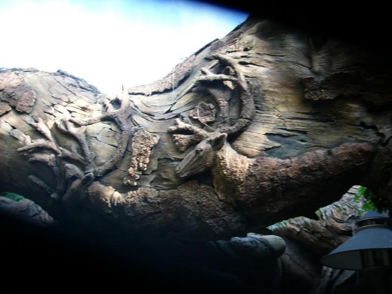 Tree of Life closeup (2).JPG